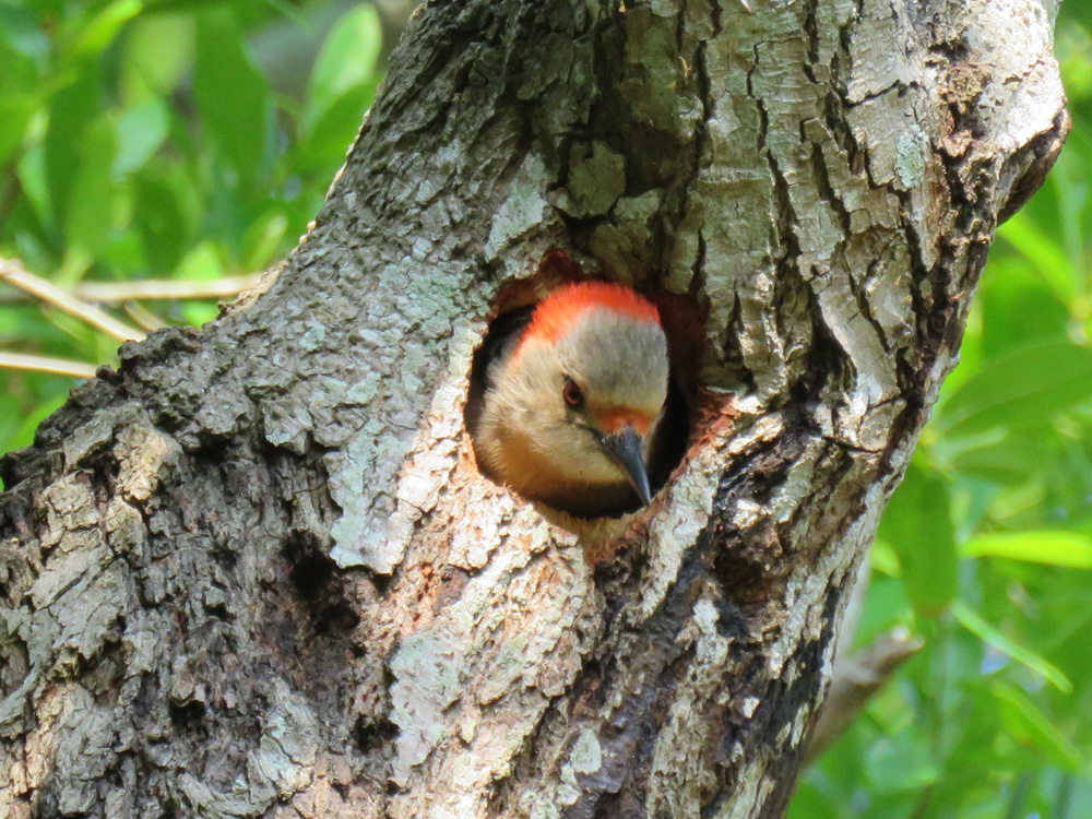 female woodpecker in nest