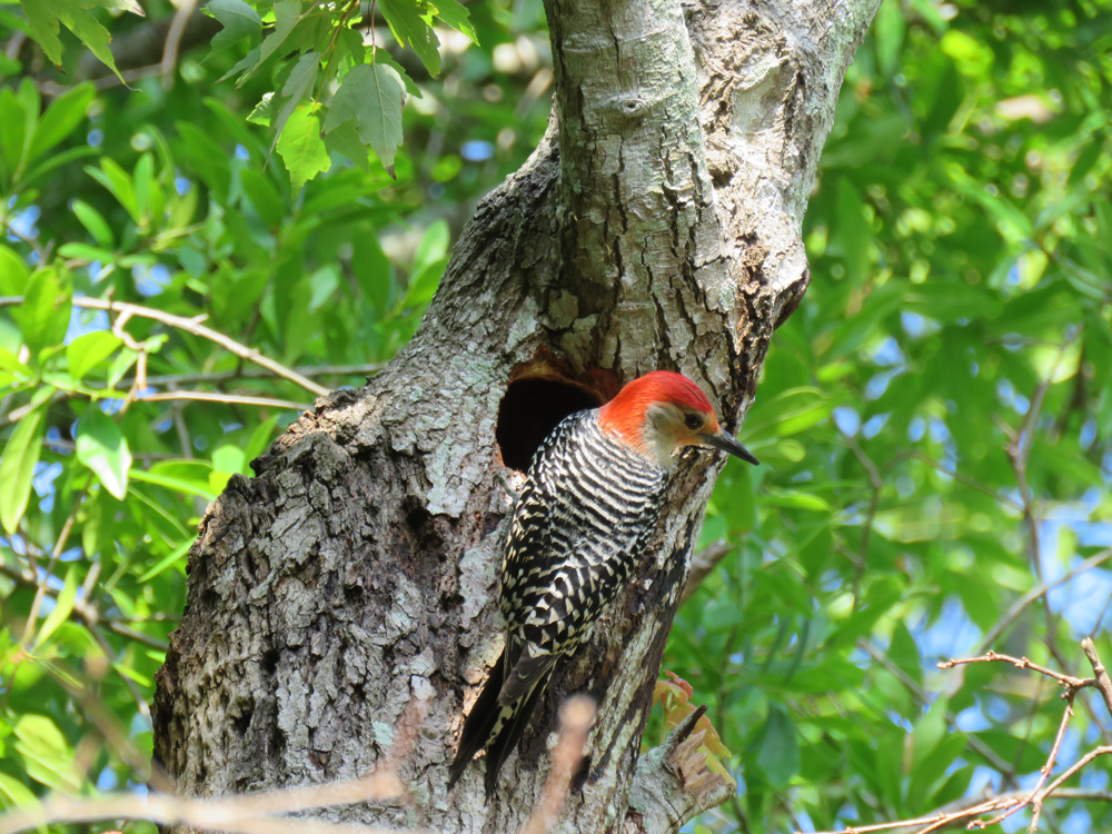 male woodpecker