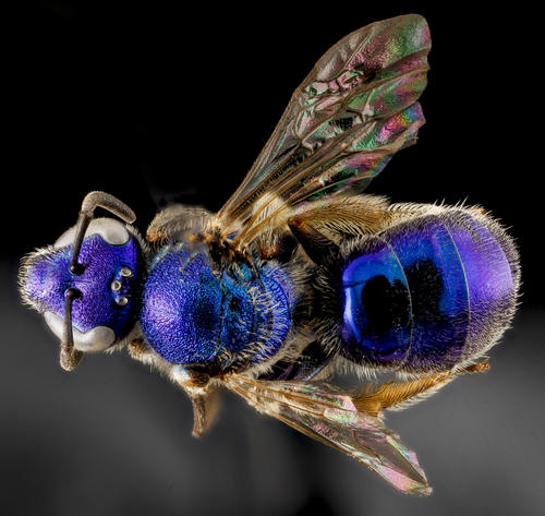 Florida blue bee
