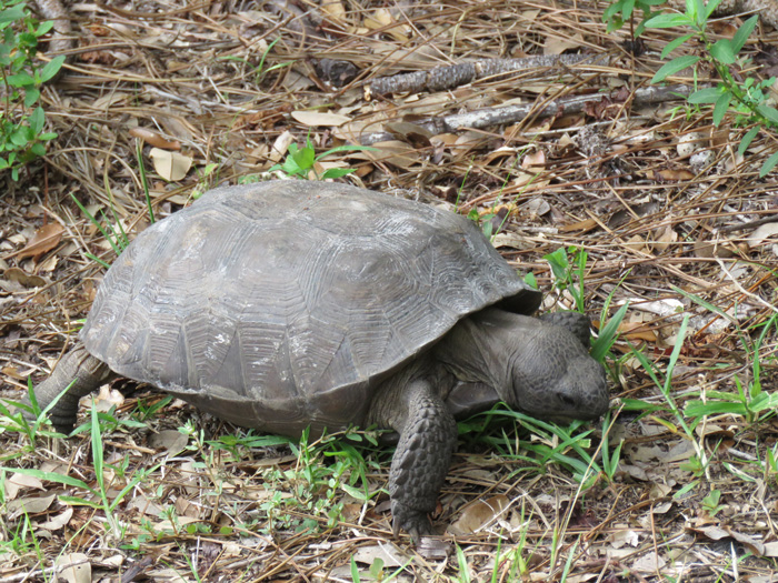 gopher tortoise