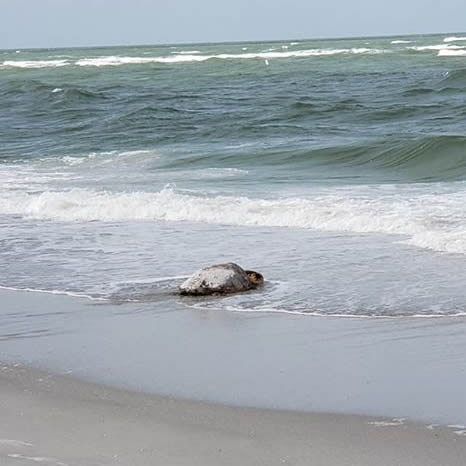 sea turtle entering water