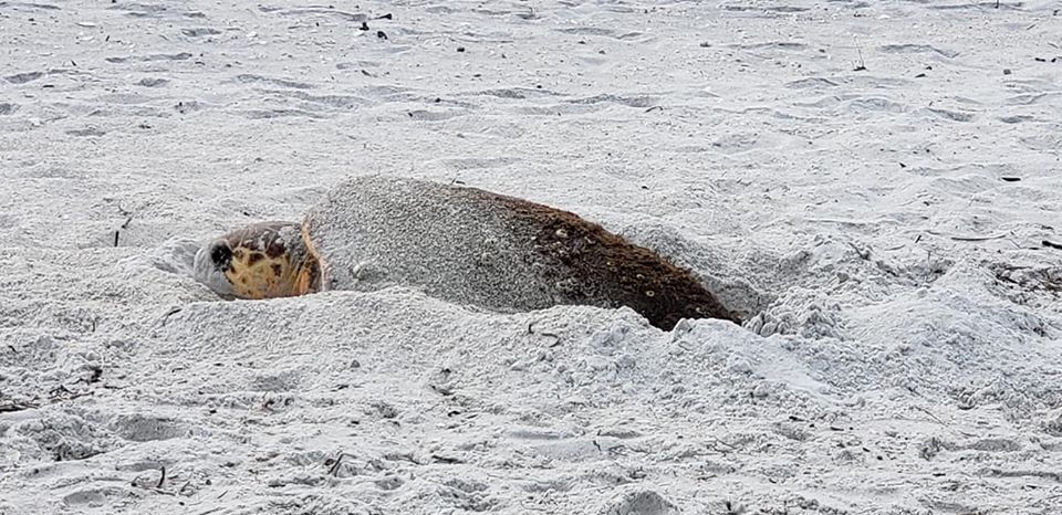 sea turtle on nest