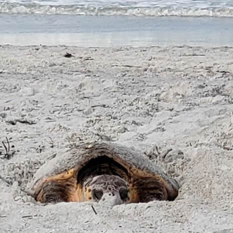 sea turtle laying eggs